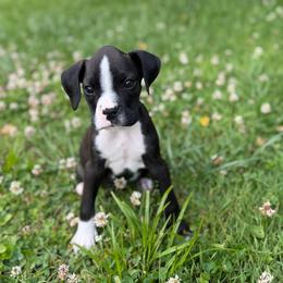 Boy 1 - Brindle male Boxer puppy in Prestonsburg, Kentucky from Bre’s Boxers