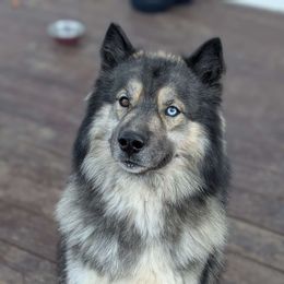 Ralphie - Siberian Husky