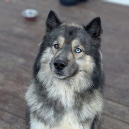 Ralphie - Siberian Husky