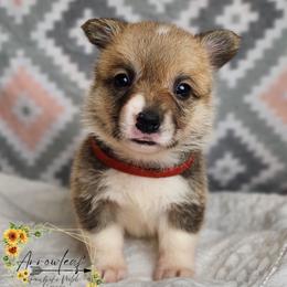 Ketchup DM CLEAR - Red female Pembroke Welsh Corgi puppy in Idaho from Arrowleaf Corgis