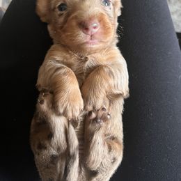 Dachshund Puppies from Royalty Grove Dachshunds