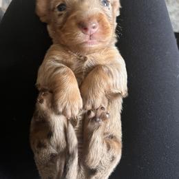 Dachshund Puppies from Royalty Grove Dachshunds