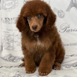 AKC Ziggy - Brown male Poodle puppy in Tecumseh, Oklahoma from Poodles in the Garden
