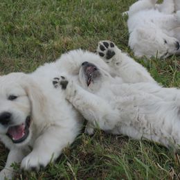 Golden Retriever Puppies from Seven Springs Goldens