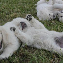 Golden Retriever Puppies from Seven Springs Goldens