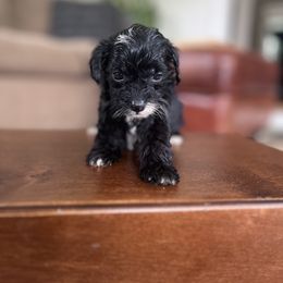 Raven - Black and white female Cavapoo puppy in Strasburg, Pennsylvania from Still Water Puppies