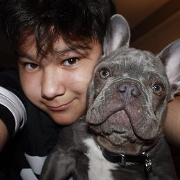 French Bulldogs from Frenchkissmebullies