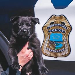 Freddy (Green Collar) - Black male German Shepherd puppy in Chattanooga, Tennessee from Lucianhaus