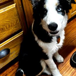 Border Collie All Grown Up from Border Collies of Ruidoso