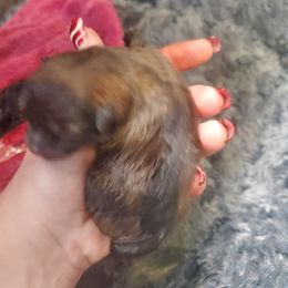 Pomeranian Puppies from SDR Pomeranians