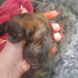 Pomeranian Puppies from SDR Pomeranians