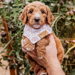 Red girl - Red  female Goldendoodle puppy in Damascus, Oregon from Emma Doodles