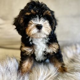 Bernedoodles, Cavapoos, and Sheepadoodles from GimiPup Doodles