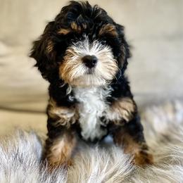 Bernedoodles, Cavapoos, and Sheepadoodles from GimiPup Doodles