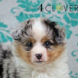 Basset Fauve de Bretagne and Miniature American Shepherd Puppies from 4 Clovers Kennel