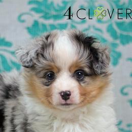 Basset Fauve de Bretagne and Miniature American Shepherd Puppies from 4 Clovers Kennel