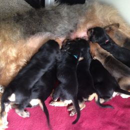 Otterhound Puppies from Blue Fairy Otterhounds
