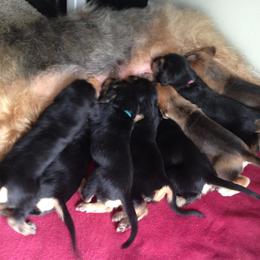 Otterhound Puppies from Blue Fairy Otterhounds