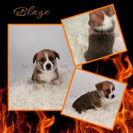Blaze - Red male Pembroke Welsh Corgi puppy in Kiowa, Colorado from Cool Water Corgis LLC