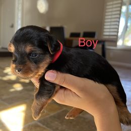 Yorkshire Terriers from Jennifer's Yorkshire terriers