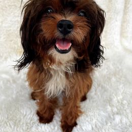 Canelo - Shihpoo