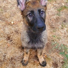 German Shepherd Puppies from z Hodinek