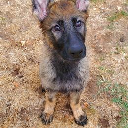 German Shepherd Puppies from z Hodinek