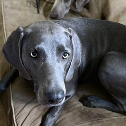 Arabelle - Weimaraner