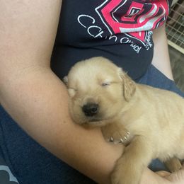 Golden Retriever Puppies from Hearth & Homestead