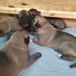 Anatolian Shepherd Dog Puppies from Harris' Anatolian Livestock Guardian Dogs