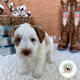 Miniature Schnauzer Puppies from Dixie Pearl Schnauzers