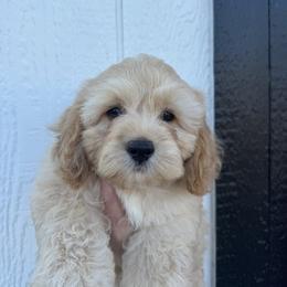 Cavapoo and Cockapoo Puppies from The Barkery
