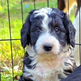 Camellia - Tri-color female Bernedoodle puppy in Shelton, Washington from NW Bernedoodles of Washington