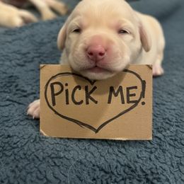 Labrador Retriever Puppies from Gathering Branch Labradors