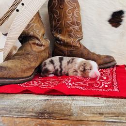 'Maia' - Red merle female Australian Shepherd puppy in Durand, Wisconsin from Larson’s Legacy Aussome Aussie Kennels