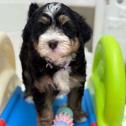 Savannah - purple collar - Tri-color female Bernedoodle puppy in Yuciapa, California from AlltheDoodlez_