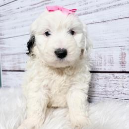 Dove - White female Sheepadoodle puppy in Nixa, Missouri from Davis Family Doodles