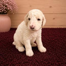 Elsa - White female Poodle puppy in Washington, Pennsylvania from Patriotic Poodles