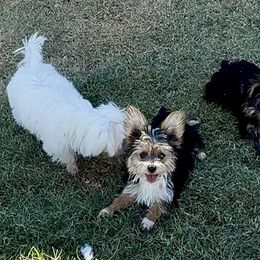 FG1 Zoey - Parti female Yorkshire Terrier puppy in Blythe, California from California AKC Maltese & Yorkies