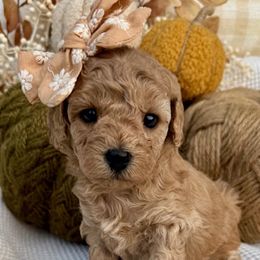 Girl 6 - female Cavapoochon puppy in Lucas, Ohio from Apricot Lane Puppy