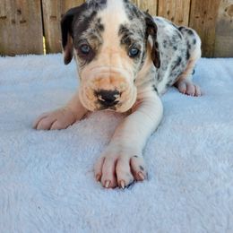 Great Dane Puppies from Dog in Mind Danes