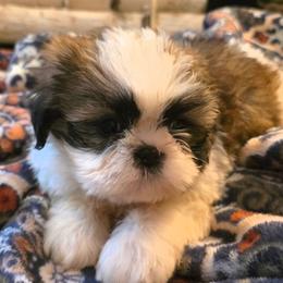 Fig - Gold and white male Shih Tzu puppy in North Carolina from WillowCreek Mountain View Shih Tzu