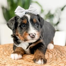 Mozzarella - female Australian Mountain Doodle puppy in Sharpsburg, Georgia from Steindoodles