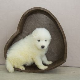 Samoyed Puppies from Desert Snow Samoyeds