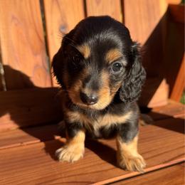 Mini - Black and tan female Dachshund puppy in Santa Rosa, California from Signature Mini Dachshunds