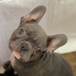 French Bulldogs and Yorkshire Terriers from MDG Kennels