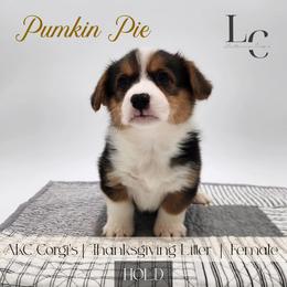 Pumpkin Pie - Black and tan female Pembroke Welsh Corgi puppy in Pine Village, Indiana from NL Horsemanship
