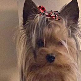 Scooter - Yorkshire Terrier