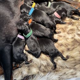 Manchester Terrier Puppies from Noble Kennels Standard Manchesters
