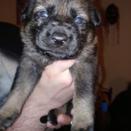 German Shepherd Puppies from Rammstein Kennels
